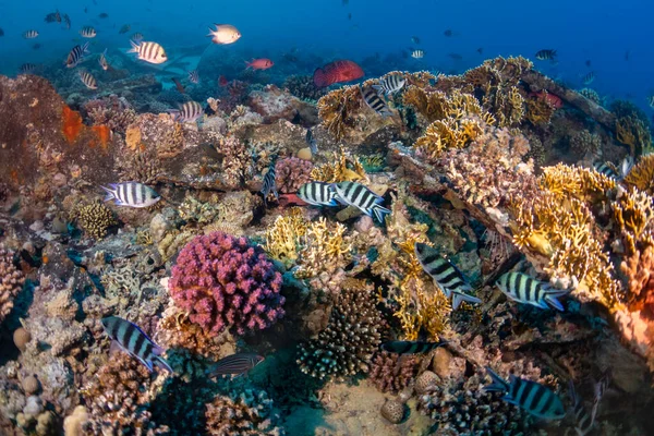 Korallenriff Ägypten Rotes Meer — Stockfoto