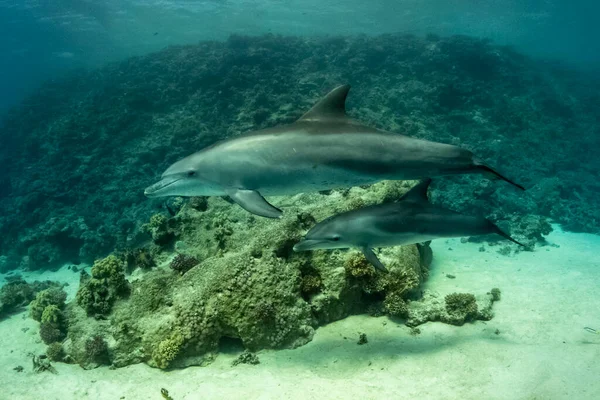 Yunusların ailesi Kızıl Deniz