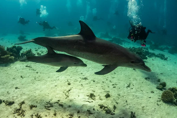 Yunusların ailesi Kızıl Deniz