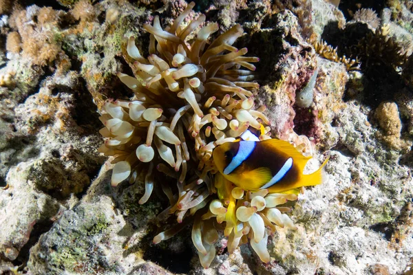 Clownfische Einem Korallenriff Rotes Meer — Stockfoto