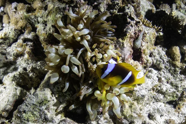 Mercan resifinde palyaço balığı. Kızıl deniz.