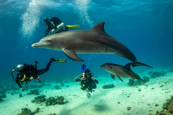 Kızıl denizdeki yunus Mısır
