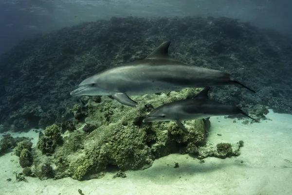 Anne Delfin, dziecko delfin razem pywaj w morzu czerwonym