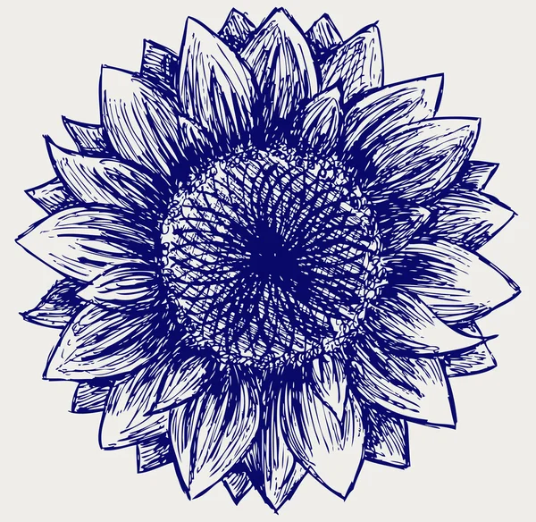 Sunflower sketch — Stock Photo, Image