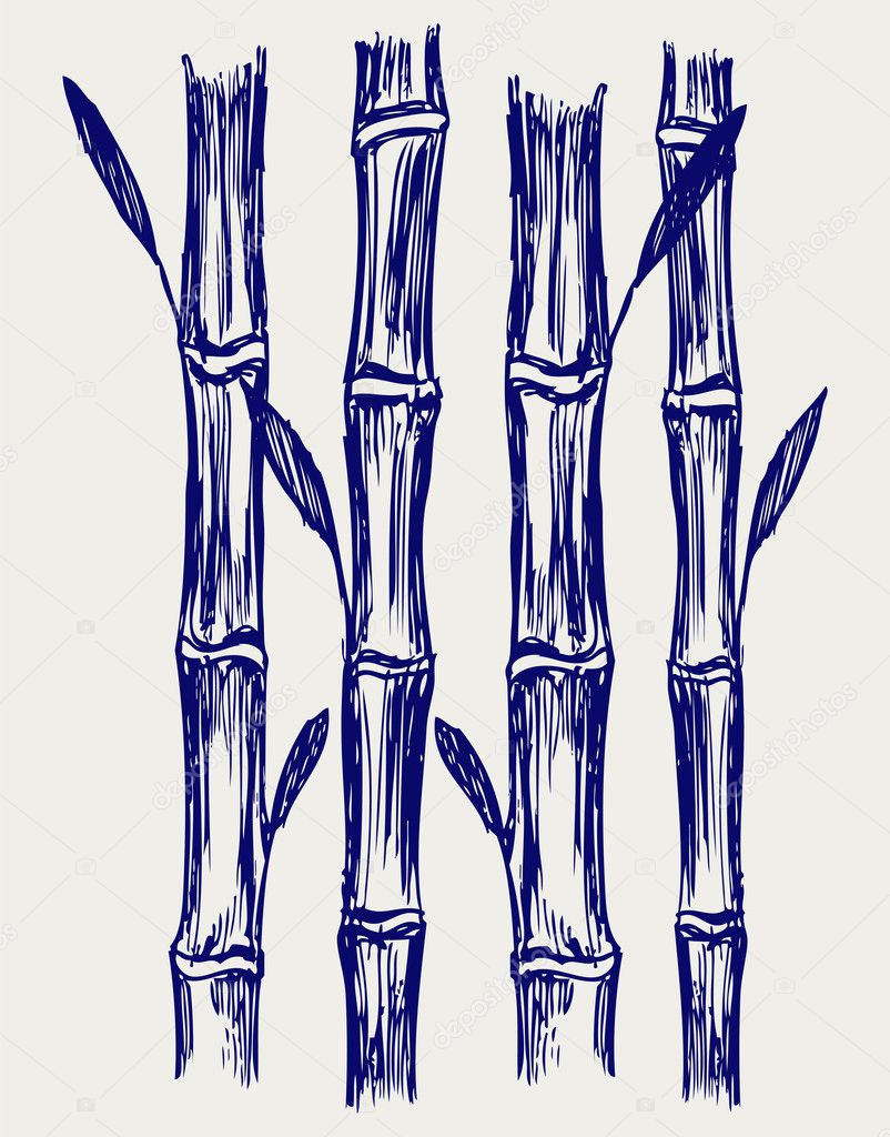 Bamboo. Doodle style