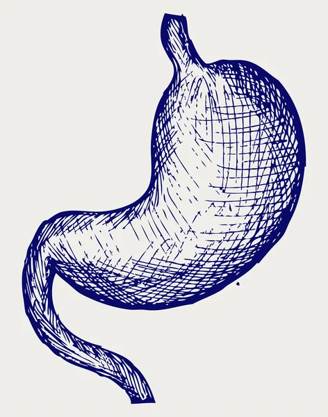 Estomac humain — Image vectorielle