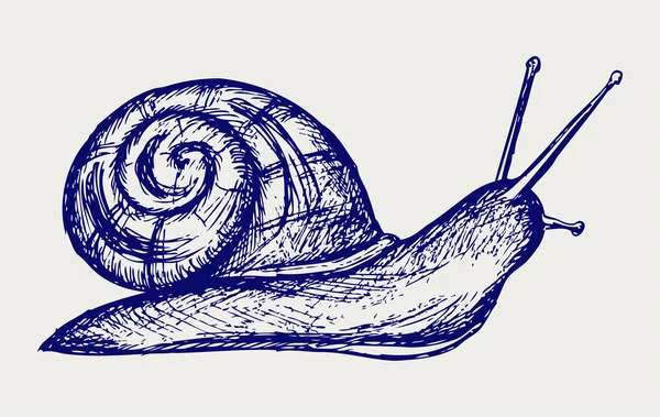 Garden snail — Stock Vector