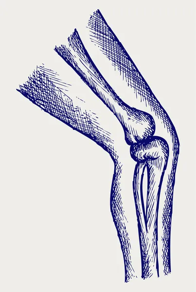 Menselijke been botten — Stockvector