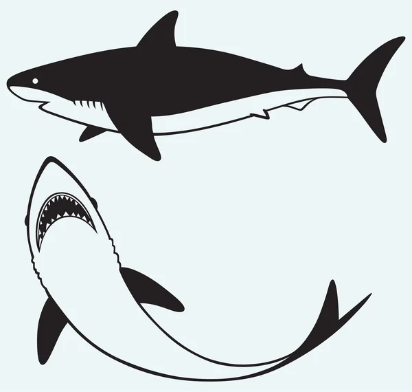 Tubarão-silhueta — Vetor de Stock