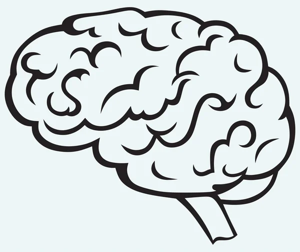 Cerebro humano — Vector de stock