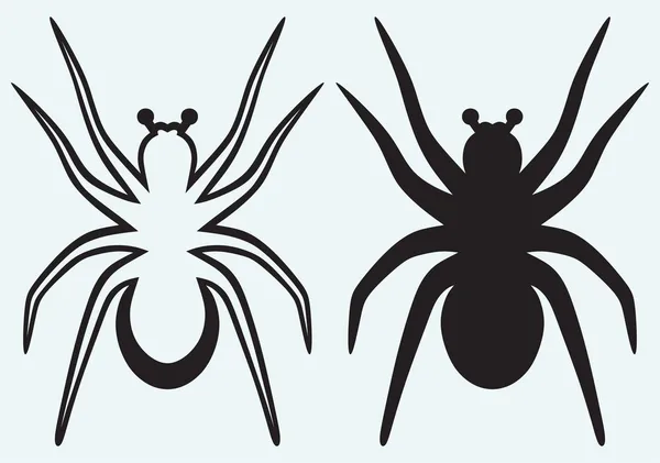 Pająk tarantula — Wektor stockowy