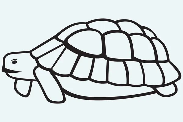 Sea turtle — Stock Vector