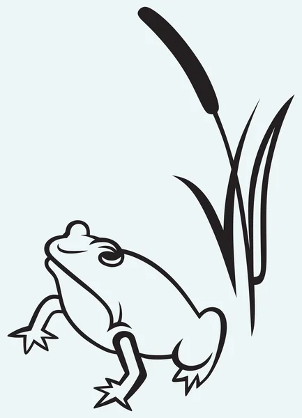 Frog near reed — Stock Vector