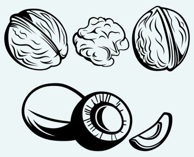 Coconut and walnut clipart