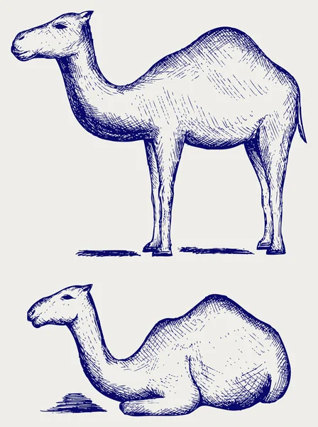 Camellos de pie y acostados — Archivo Imágenes Vectoriales