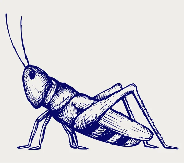 Gräshoppa — Stock vektor