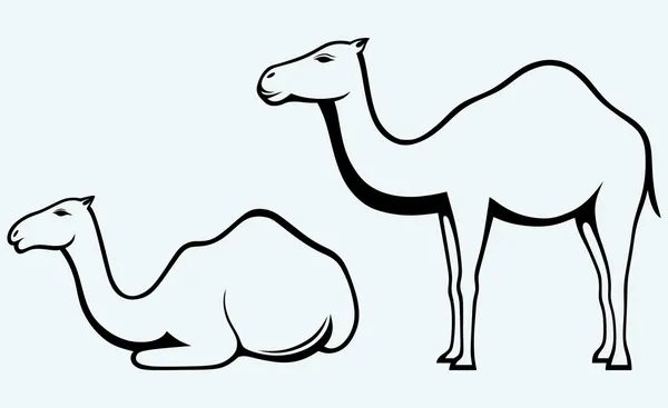 Silhuetter av kamel — Stock vektor