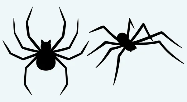 Tarantulový pavouk — Stockový vektor