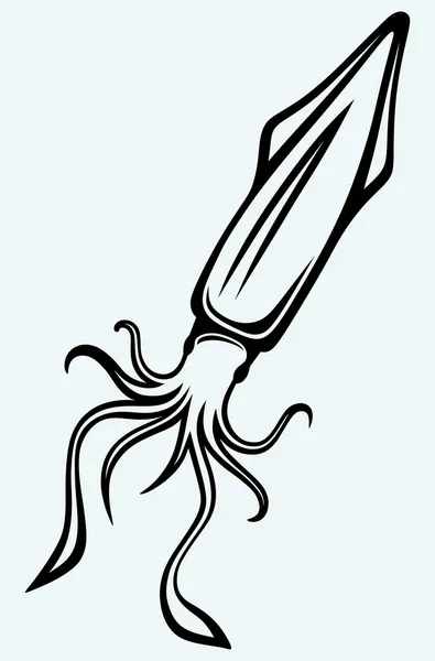 Fresh squid — Stok Vektör