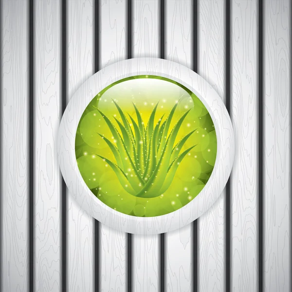 Aloe vera — Vettoriale Stock