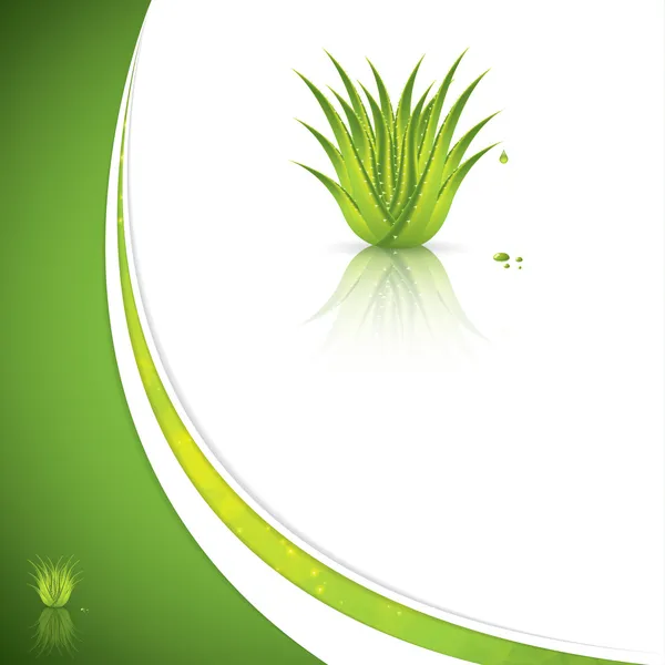 Aloe vera — Vettoriale Stock