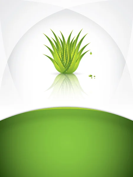 Aloe vera — Vetor de Stock