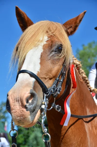 Kastanienpferd mit Siegerrosette — Stockfoto