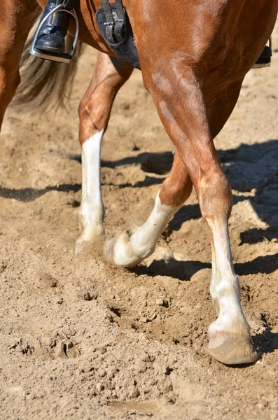 Legs of a horse doing dressage — Stock Photo, Image