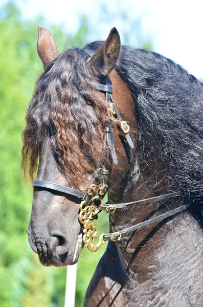 Schönes kraftvolles Zugpferd — Stockfoto