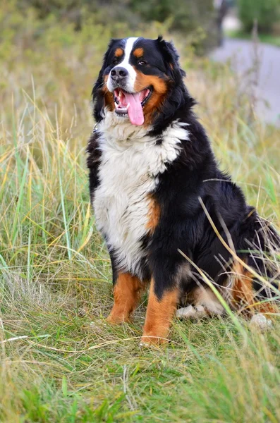 Bernese cão de montanha — Fotografia de Stock