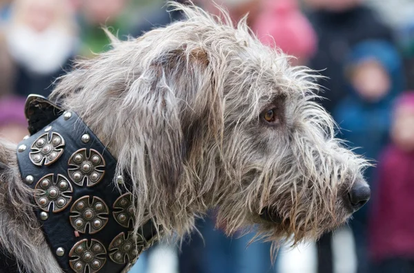 Head of a shaggy wolfhound — Stock Photo, Image