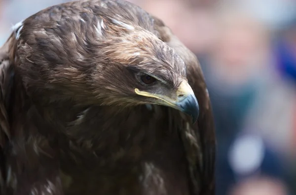Closeup portrait of the head of an eagle in profile — Stock Photo, Image