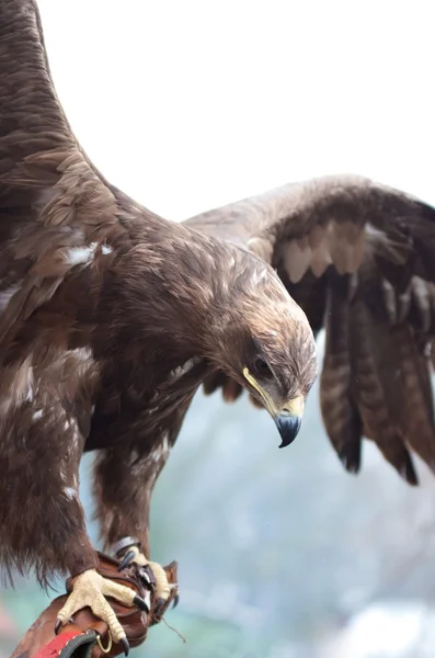 Eagle used for falconry — Stock Photo, Image