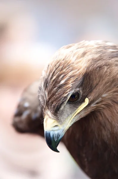 Closeup portrait of the head of a hawk in profile — Stock Photo, Image