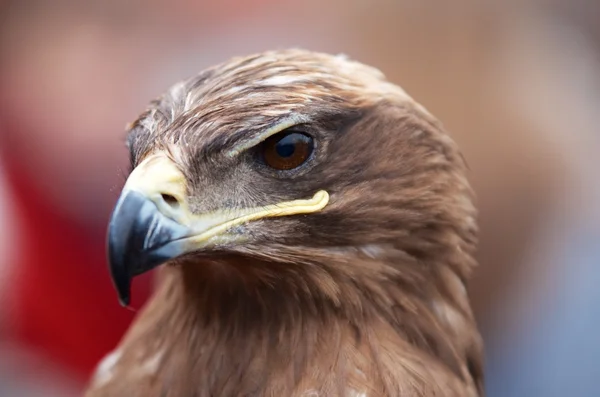 Head of an alert hawk — Stock Photo, Image