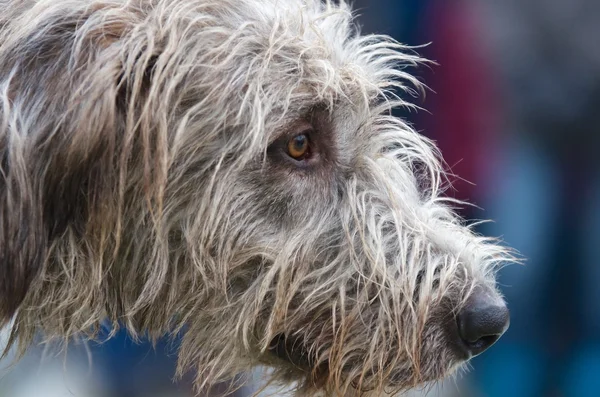 Perfil retrato de um cão de lobo — Fotografia de Stock