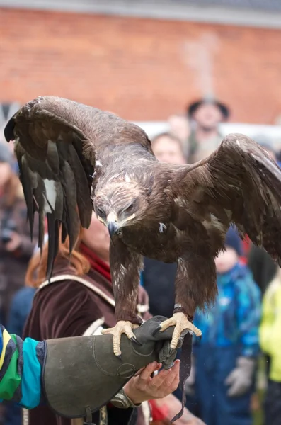 Eagle poised for flight on a gauntlet — Stock Photo, Image