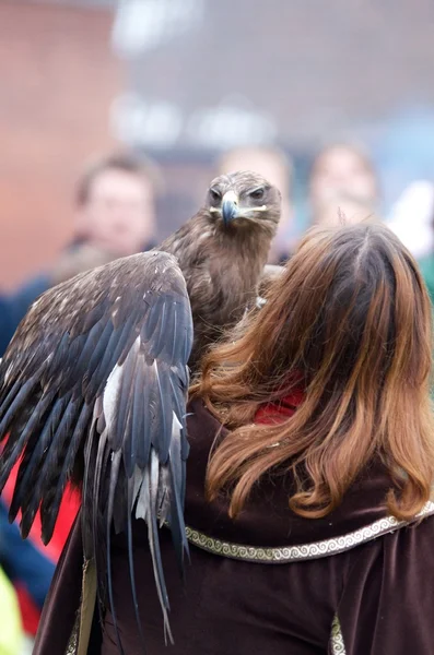 Eagle poised for flight with its falconer — Stock Photo, Image