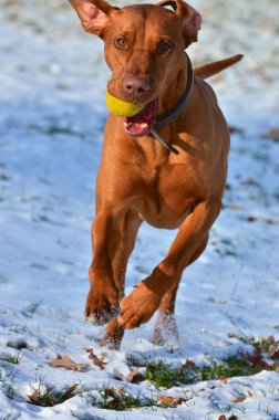 magyar vizsla bir top ile çalışan