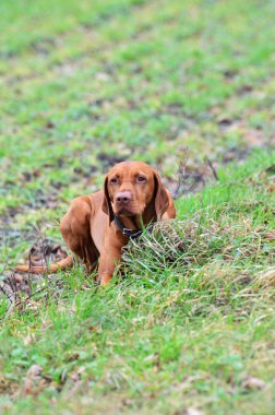 Macar Vizsla Av Köpeği