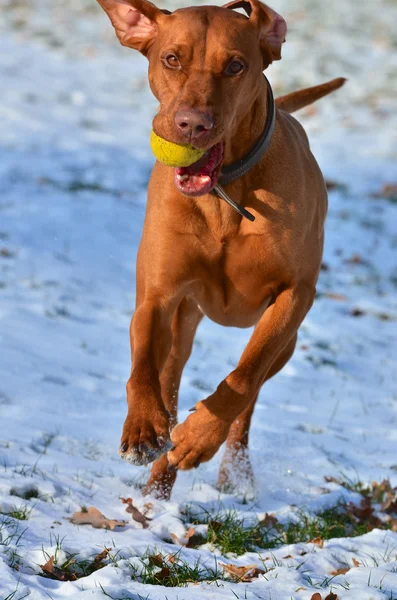 Magyar vizsla працює з м'ячем — стокове фото