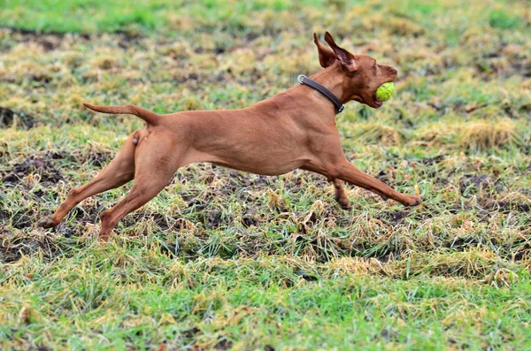 Magyar vizsla pies biegnąc z piłką — Zdjęcie stockowe