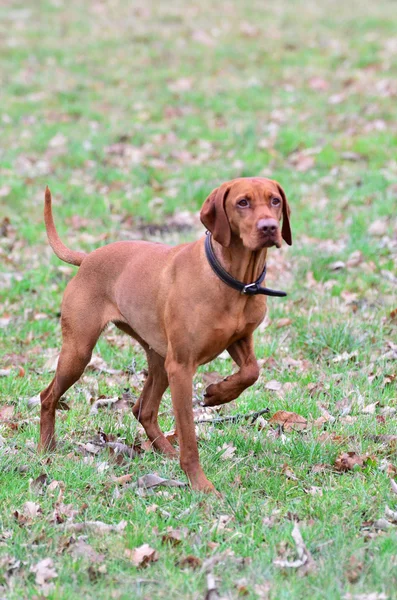 Magyar vizsla dog hunting — Stock Photo, Image