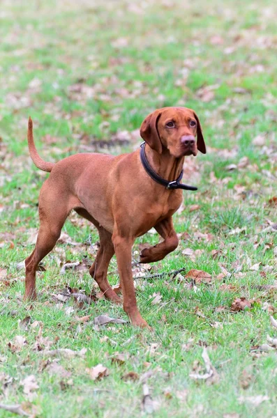 Pies Magyar vizsla wskazując — Zdjęcie stockowe