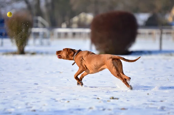 Magyar vizsla perseguindo um balll — Fotografia de Stock