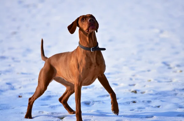 Magyar vizsla czeka w oczekiwaniu — Zdjęcie stockowe