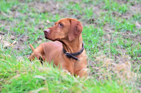 Retrato de um cão Magyar vizsla — Fotografia de Stock