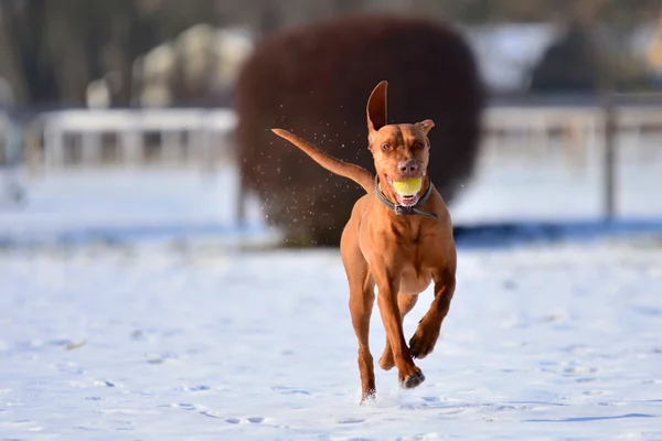 Running Magyar vizsla with a ball in its mouth Stock Photo