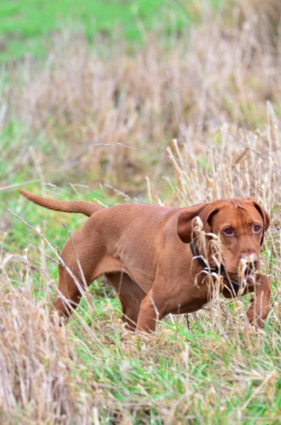 Magyar vizsla pointing in long grass Stock Image