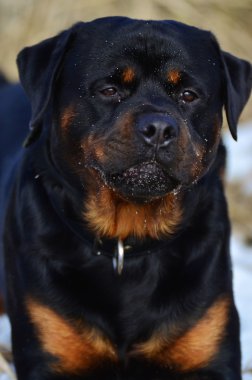 Akıllı duvar ilanı rottweiler portre